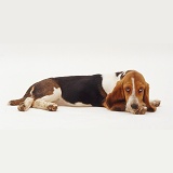 Tired Basset Hound pup