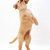 Golden Retriever puppy standing and reaching up