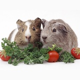 Young Guinea pigs eating vegetables