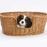 Cavalier King Charles Spaniel pup in a wicker basket