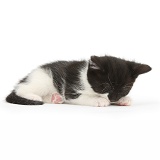 Black-and-white kitten asleep