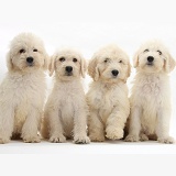 Four Labradoodle pups, 9 weeks old