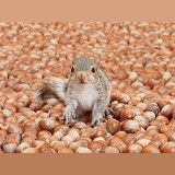Young Grey Squirrel sea of hazel nuts
