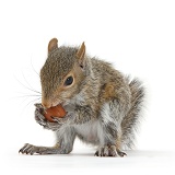 Young Grey Squirrel eating a hazelnut