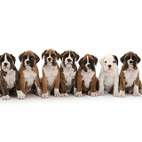 Seven boxer puppies sitting in a row