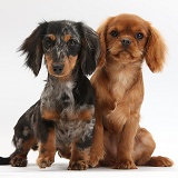 King Charles pup and Dachshund