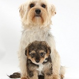 Yorkie mother with Yorkipoo pup