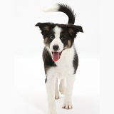 Odd-eyed Tricolour Border Collie pup, trotting forward