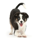 Playful odd-eyed Tricolour Border Collie pup