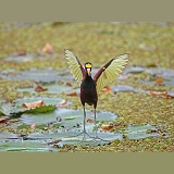 Jacana