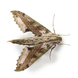 Camouflaged rainforest hawkmoth