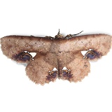 Camouflaged rainforest moth