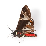 Rainforest moth