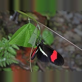 Heliconius butterfly egg laying