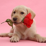 Yellow Labrador Retriever pup with a rose