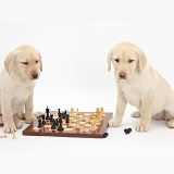 Yellow Labrador Retriever pups playing chess