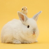 White rabbit and bantam chick on yellow background