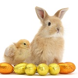 Sandy rabbit and yellow bantam chick with Easter eggs