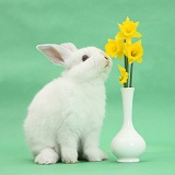 Young white rabbit eating daffodils from a vase