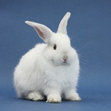 Young white rabbit on blue background