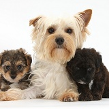 Yorkie mother with Yorkipoo pups