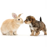 Yorkipoo pup, 6 weeks old, with sandy rabbit