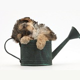 Yorkipoo pup sleeping in a watering can