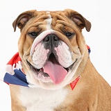 Bulldog wearing a union jack bandaner
