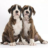 Two Boxer puppies sitting