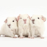 Three new white baby Guinea pigs