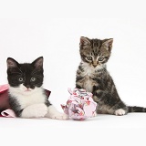Kittens playing with birthday gift bag and wrapping paper