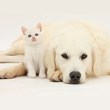 Golden Retriever and cream kitten
