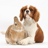 Cavalier bitch and Netherland-cross rabbit