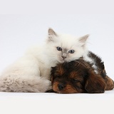 Sleepy black-and-tan Cavapoo pup and blue-point kitten