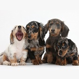 Assorted Dachshund pups