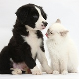 Black-and-white Border Collie pup and kitten