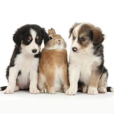 Border Collie pups, 6 weeks old, and rabbit