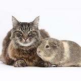 Elderly Tabby Manx-cross cat and Guinea pig