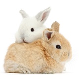 White and sandy baby rabbits