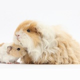 Alpaca Guinea pig and baby