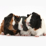 Three tricolour young Guinea pigs