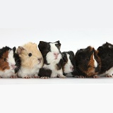 Six young Guinea pigs in a row