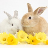 Young rabbits with daffodils