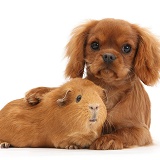 King Charles pup and red Guinea pig