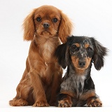 King Charles pup and Dachshund