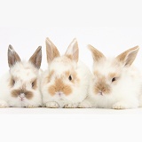 Three cute baby rabbits