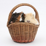 Baby Guinea pigs in a wicker basket