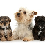 Yorkie mother with Yorkipoo pups