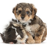 Yorkipoo pup, 6 weeks old, with Guinea pig