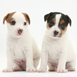 Two Jack Russell Terrier puppies, 4 weeks old